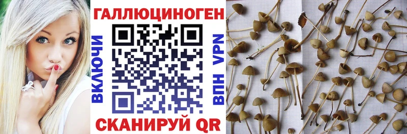 Купить закладки Пыть-Ях Псилоцибиновые грибы GOLDEN TEACHER